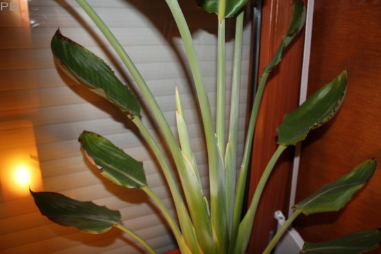 Strelizie reginae blüht?