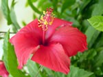 Hibiscus