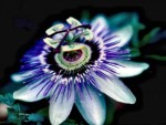 Passionsblumen (Passiflora)