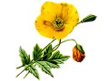 Mohn