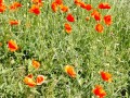 Mohn