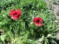 Mohn