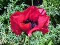 Mohn