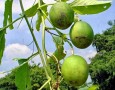 Passionsblumen (Passiflora)