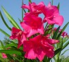 Oleander