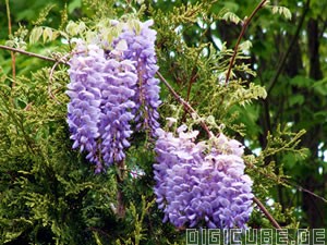Blauregen Wisteria sinensis (c) Bearerofthecup