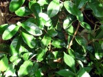 Ananasguave Feijoa auch als brasilianische Guave bekannt (Acca sellowiana) Myrtengewächs