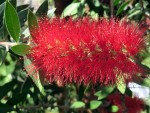 Callistemon citrinus Zylinderputzer