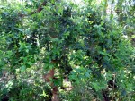 Myrtus communis in HH-Dammtor