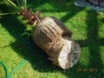 washingtonia wurzelbehandlung 1