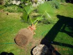 washingtonia wurzelbehandlung 2