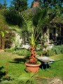 washingtonia wurzelbehandlung 3