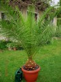 Canariensis wurzelbehandlung 4