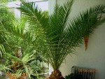 phoenix canariensis hat sich schnell erholt nach der wurzelbehandlung