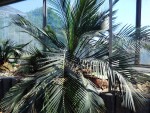 Palmfarn unbekannte Art