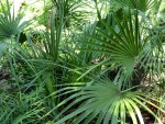 trachycarpus x trachy sorte unbekannt (Hamburg)