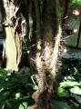 Stachelpalme Aiphanes caryotifolia nördliches Südamerika 2
