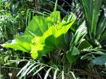 Caryota mitis Fischschwanzpalme