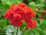 Pelargonium Geranie