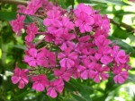 Phlox Flammenblume