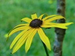 Rudbeckia fulgida Sonnenhut