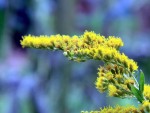 Goldrute (Solidago gigantea)