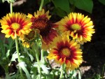 Kokardenblume (Gaillardia aristata)