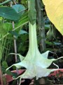 Engelstrompete Brugmansia x candida flava pleno 