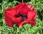 Mohn papaver