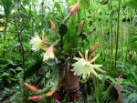 epiphyllum in blte (blattkaktus)