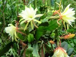 Blattkaktus epiphyllum in voller Blte