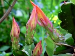 Epiphyllum Bltenknospen