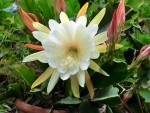 Epiphyllum crenatum Riesenblte