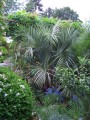 butia capitata von heidi 2009 ausgepflanzt stand 2012