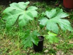 Tetrapanax papyrifer Steckling