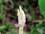 Tetrapanax Knospen-Austrieb