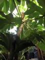 Tetrapanax