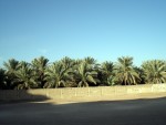 Phoenix dactylifera in Medina