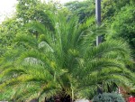 Phoenix canariensis im Kbel in Hamburg Wallanlagen