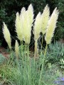 Pampasgras Cortaderia selloana Pampasgras Cortaderia selloana