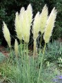 Pampasgras Cortaderia selloana