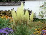 Silber-Pampasgras Cortaderia selloana