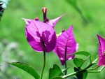 Bougainville Drillingsblume