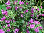 Bougainville