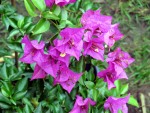 Bougainville Drillingsblume