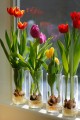 Fensterbank-Idee Tulpen oder andere Blumenzwiebeln in Vasen vorziehen