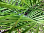 jubaea trieb palmenherz