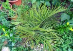 jubaea chilensis 2012