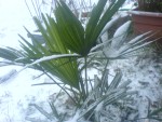 Trachy im Winter (Hamburg) 4 Jahre alte Pflanze