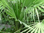 Chamaerops humilis europ. Palmetto